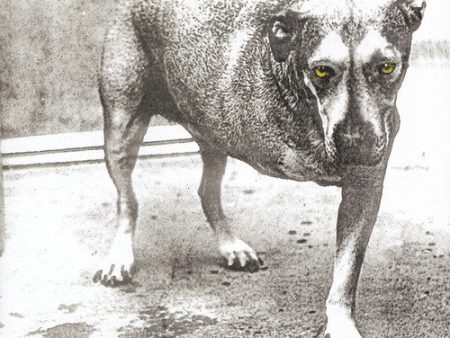 Alice In Chains - Alice In Chains CD Online