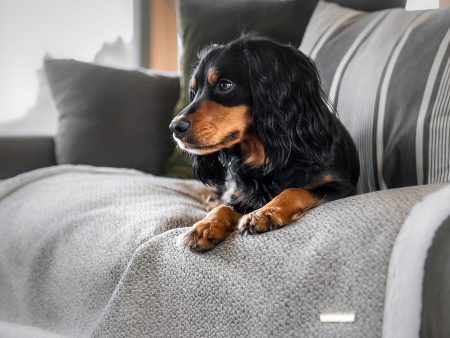 Essentials Herdwick Blanket in Pebble by Lords & Labradors Online now