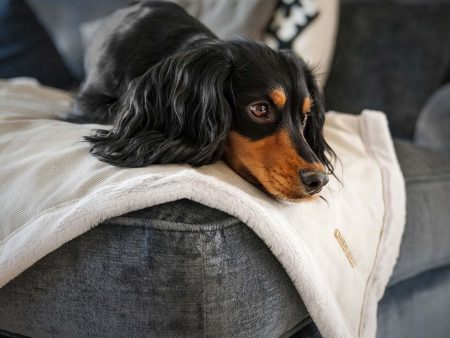 Essentials Twill Blanket in Linen by Lords & Labradors For Sale