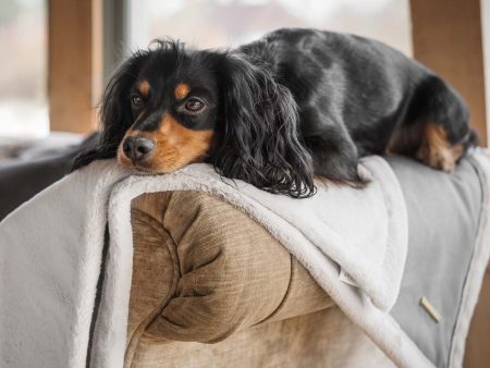 Essentials Twill Blanket in Slate by Lords & Labradors For Sale