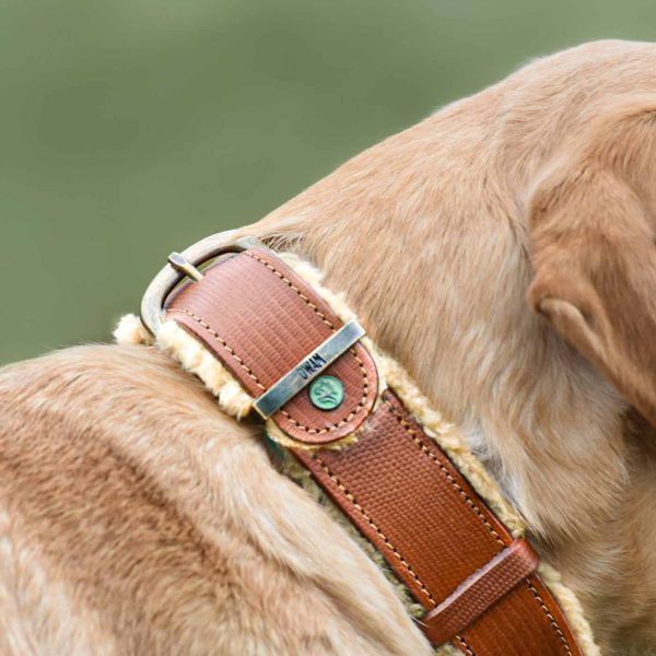 Teddy Dog Collar by DWAM For Cheap