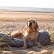 Bamboo Drying Cushion Cover in Gun Metal by Lords & Labradors Sale