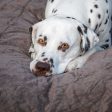 Bamboo Drying Cushion Cover in Mole by Lords & Labradors Cheap