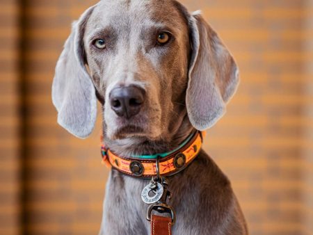 Boho Chica Dog Collar by DWAM on Sale