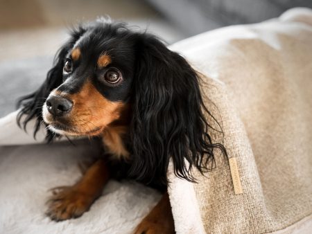 Essentials Herdwick Blanket in Sandstone by Lords & Labradors Online Hot Sale