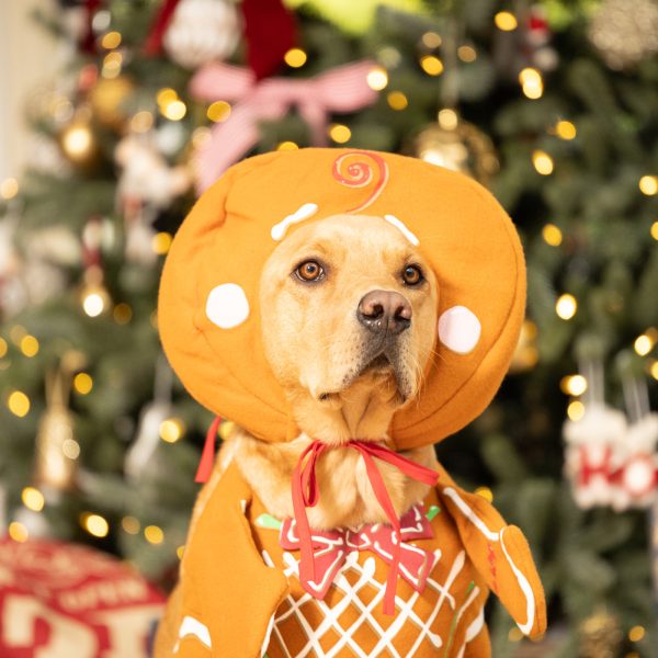 Christmas Gingerbread Pup Fancy Dress Costume Supply