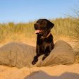 Bamboo Drying Cushion Cover in Fir by Lords & Labradors Online Sale