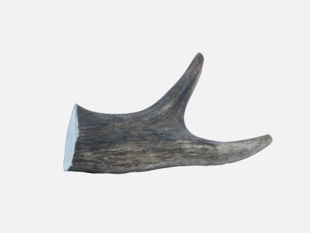 The Wild Antler Co Deer Antler For Cheap