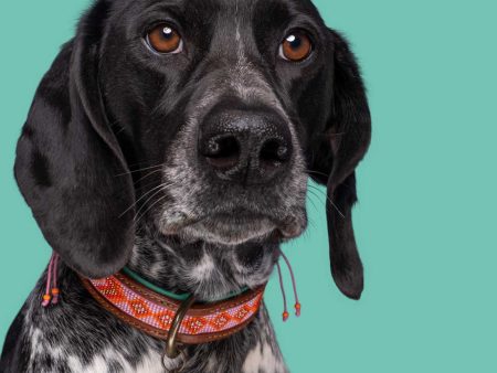 Sweet Mae Dog Collar by DWAM on Sale