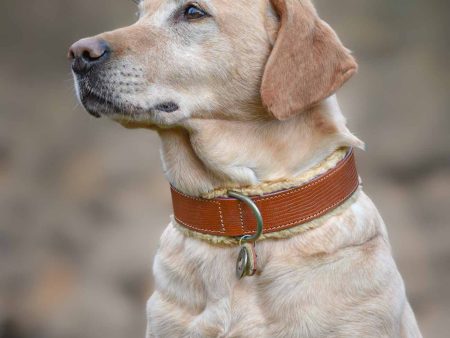 Teddy Dog Collar by DWAM For Cheap